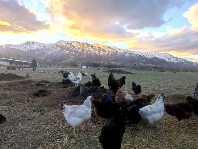 little bear bottoms animals